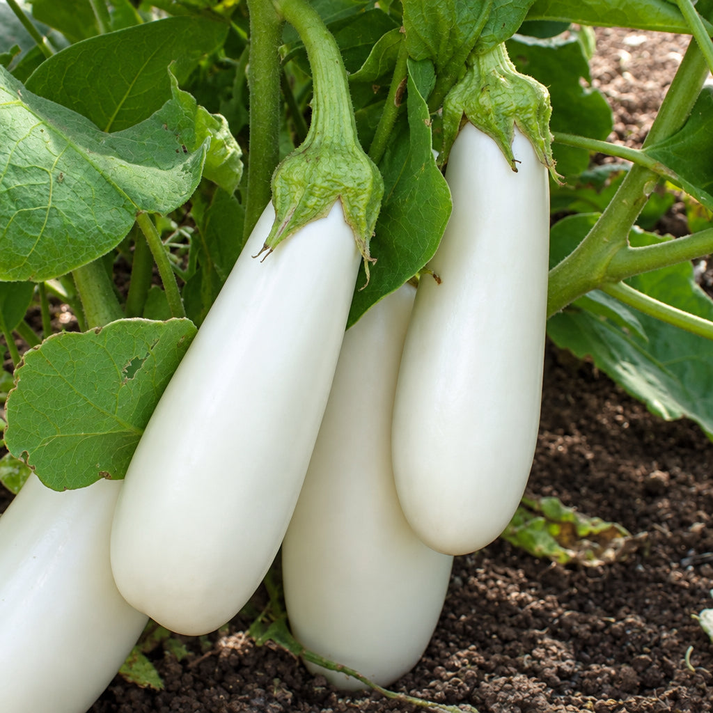 Snowy F1 Organic Aubergine
