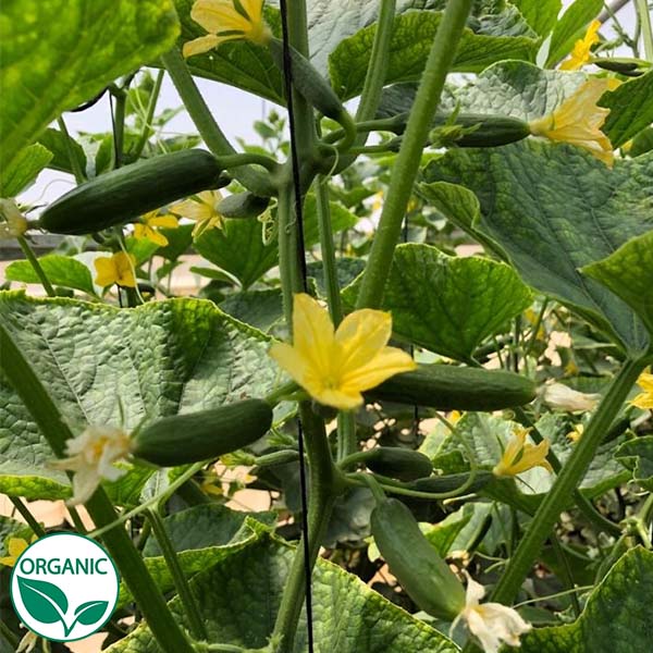 Mini-Me F1 Organic Cucumber