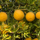 Pomeroy Trifoliate Budwood citrus plant material online shopping