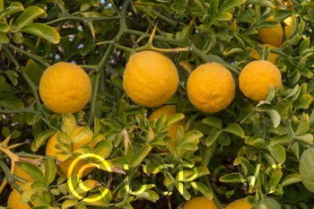 Pomeroy Trifoliate Budwood citrus plant material online shopping