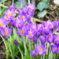 Purple Crocus Corms