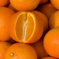 Page Tangelo Mandarin Budwood citrus plant material online shopping