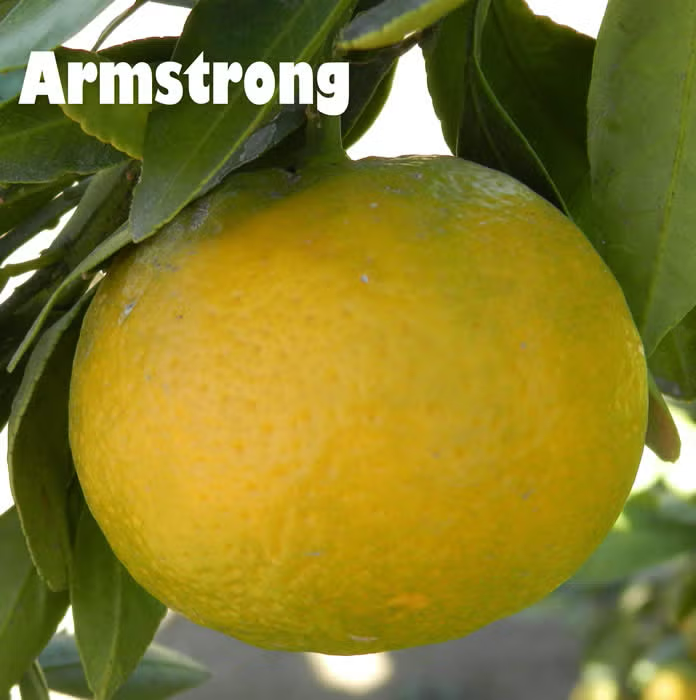 Armstrong Satsuma Mandarin Budwood citrus plant material online shopping