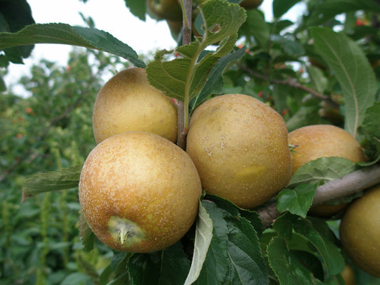 Ashmeads Kernel Heritage Apple
