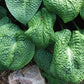 Clear Folk River Valley Hosta Plants online shopping
