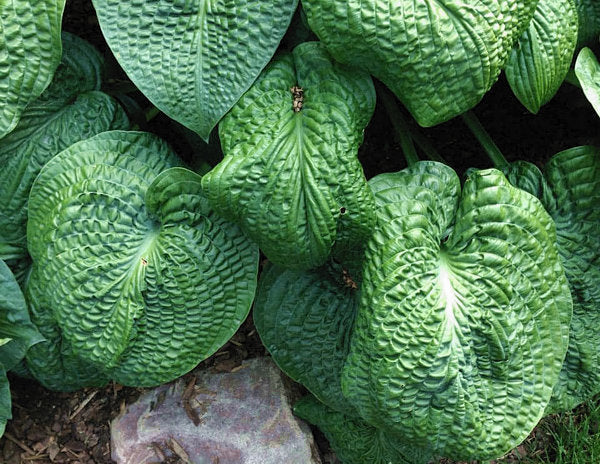 Clear Folk River Valley Hosta Plants online shopping