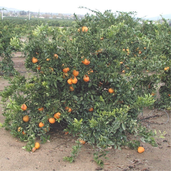 Miho Wase Satsuma Mandarin Budwood citrus plant material online shopping