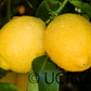 Italian Pink Fleshed Lemon Budwood citrus plant material online shopping