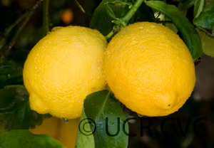 Italian Pink Fleshed Lemon Budwood citrus plant material online shopping