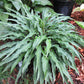 Zucchini Fries Hosta Plants online shopping