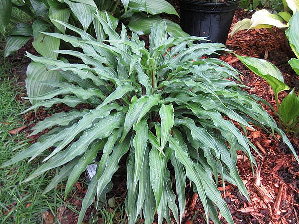 Zucchini Fries Hosta Plants online shopping