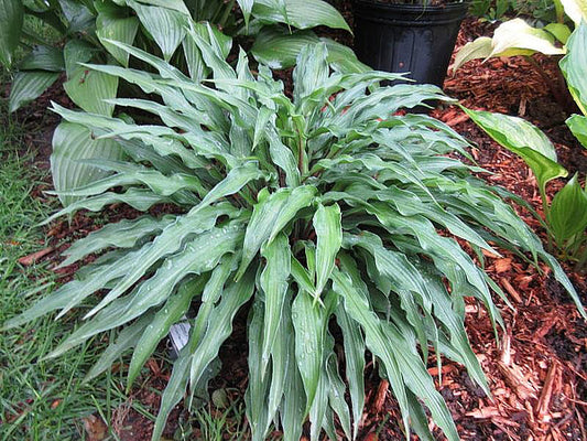 Zucchini Fries Hosta Plants online shopping