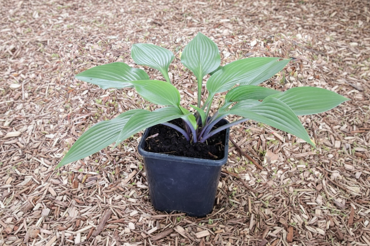 Black Light Hosta Plants online shopping