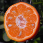 Sunburst Mandarin Budwood citrus plant material online shopping