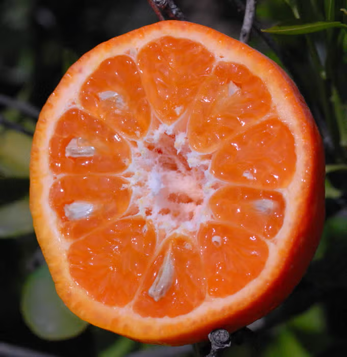 Sunburst Mandarin Budwood citrus plant material online shopping