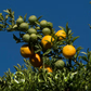 Trifoliate x Ruby Orange Rusk Citrange Trifoliate Hybrid Budwood citrus plant material online shopping