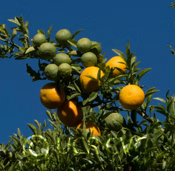 Trifoliate x Ruby Orange Rusk Citrange Trifoliate Hybrid Budwood citrus plant material online shopping