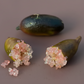 Australian Red Pulp Finger Lime Budwood citrus plant material online shopping