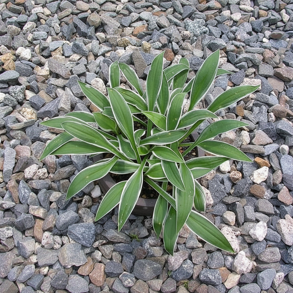 Excalibur Hosta Plants online shopping