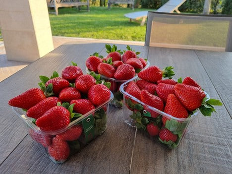 Florida Fortuna™ Short Day Strawberry