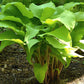 Kent Falls Hosta Plants online shopping