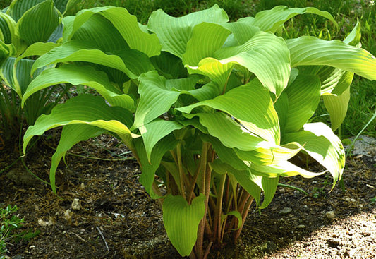 Kent Falls Hosta Plants online shopping