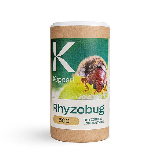 Koppert Rhyzobug Rhyzobius Lophanthae Predatory Beetle against scale insects