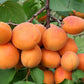 Hargrand Apricot