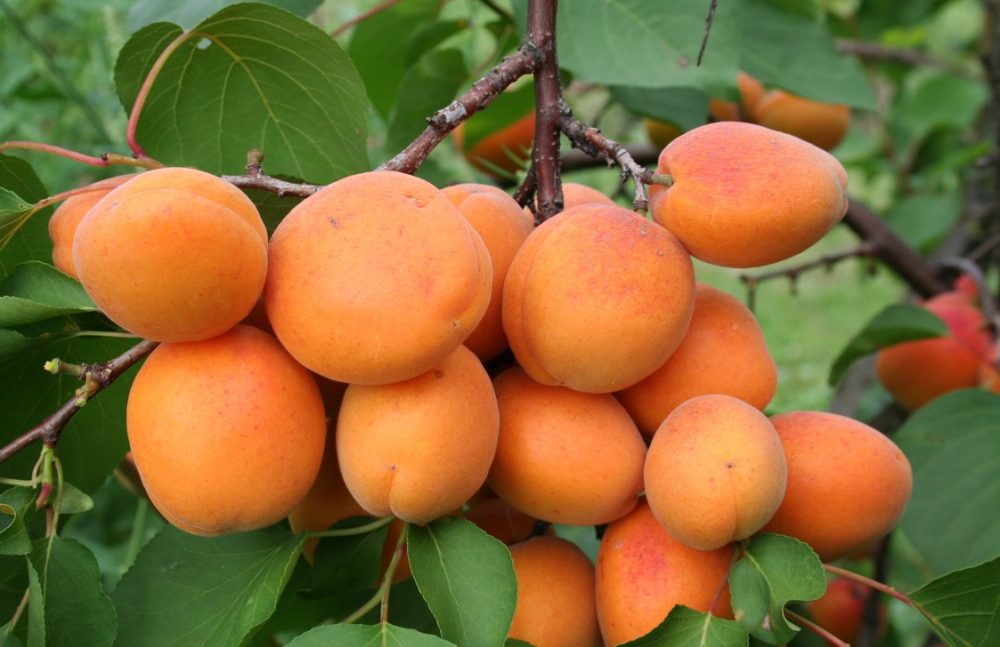 Hargrand Apricot