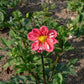 Giggles Dahlia