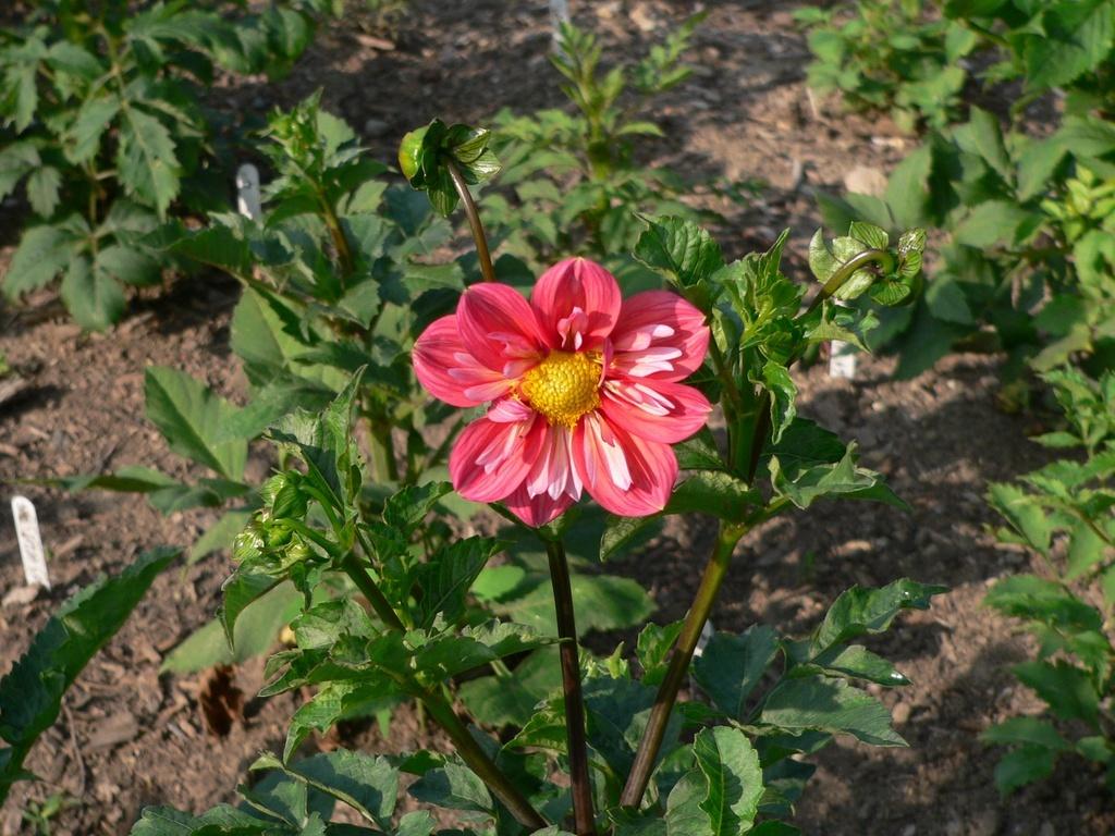 Giggles Dahlia