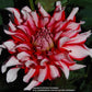 Santa Claus Dahlia