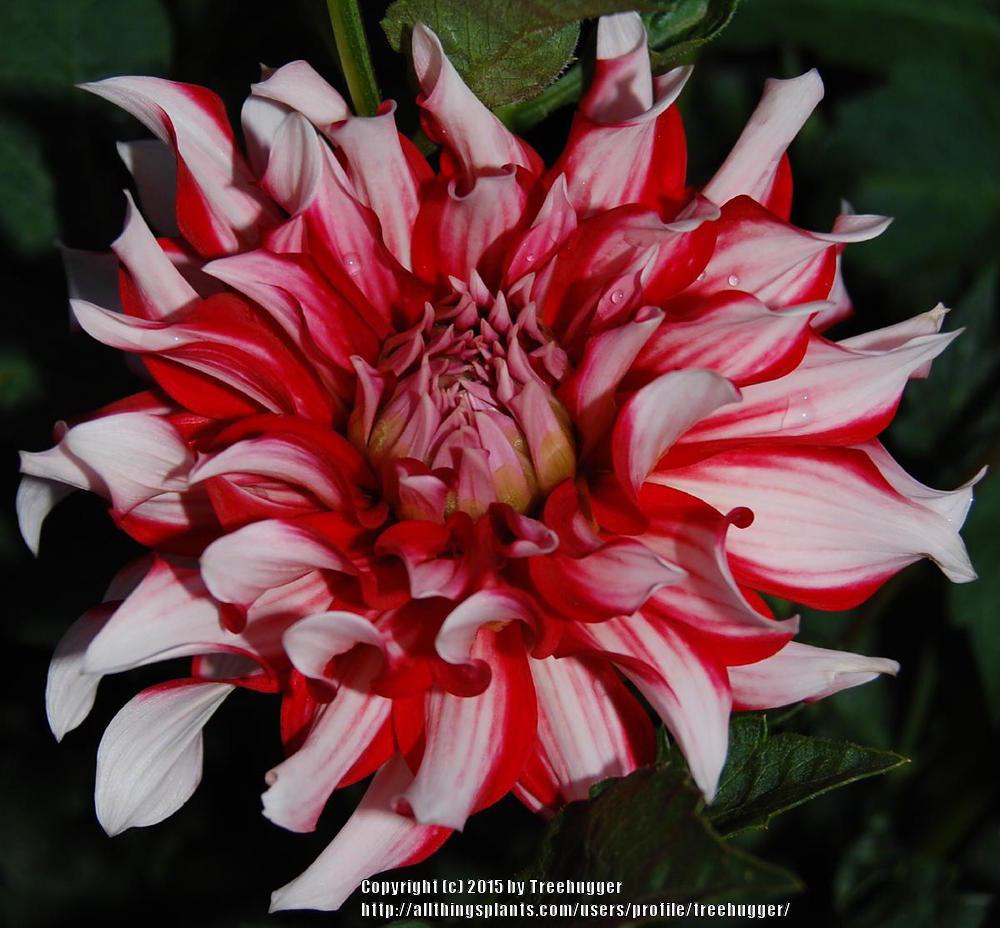 Santa Claus Dahlia
