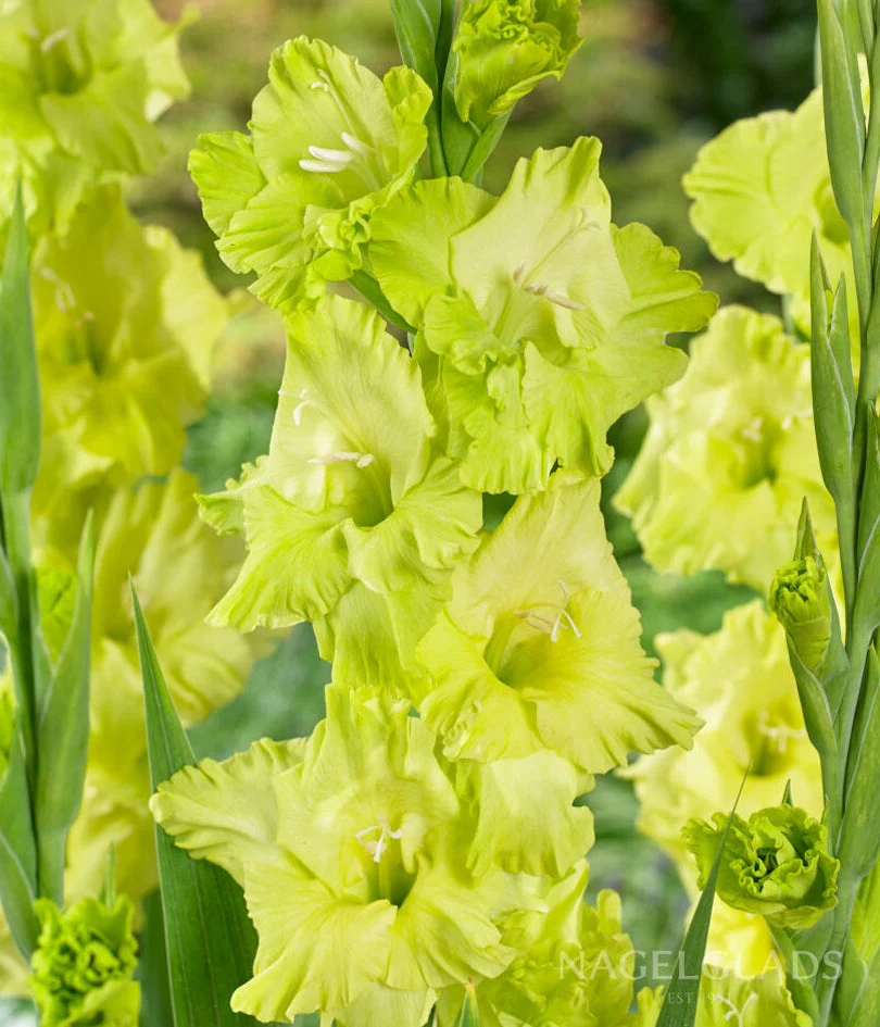 Green Star Gladiolus Corms