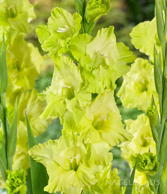 Green Star Gladiolus Corms