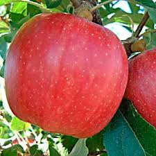 Brookfield® Gala Apple