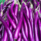 Ping Tung Long Aubergine