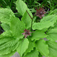 Fluted Fountain Hosta Plants online shopping