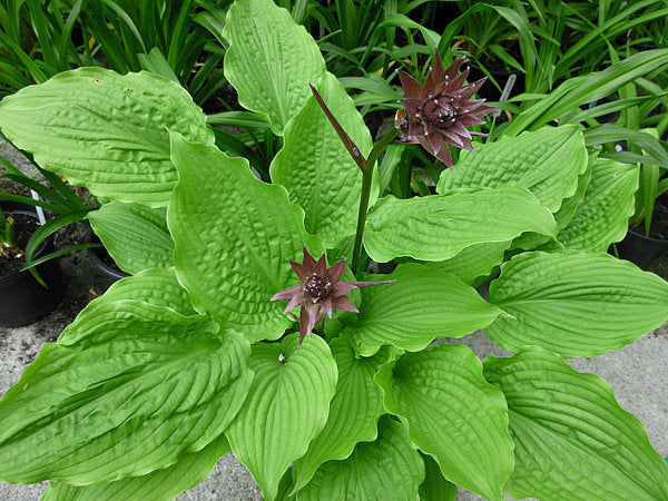 Fluted Fountain Hosta Plants online shopping