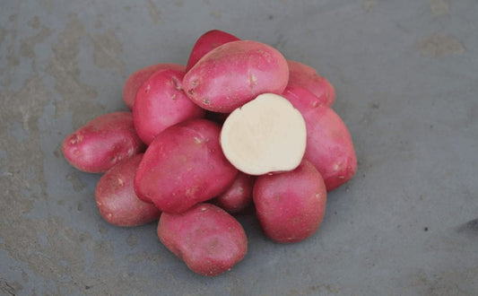 Roko Potato online shopping