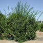 African Shaddock x Rubidoux Trifoliate Trifoliate Hybrid Budwood citrus plant material online shopping