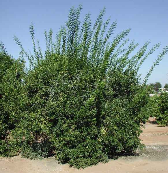 African Shaddock x Rubidoux Trifoliate Trifoliate Hybrid Budwood citrus plant material online shopping