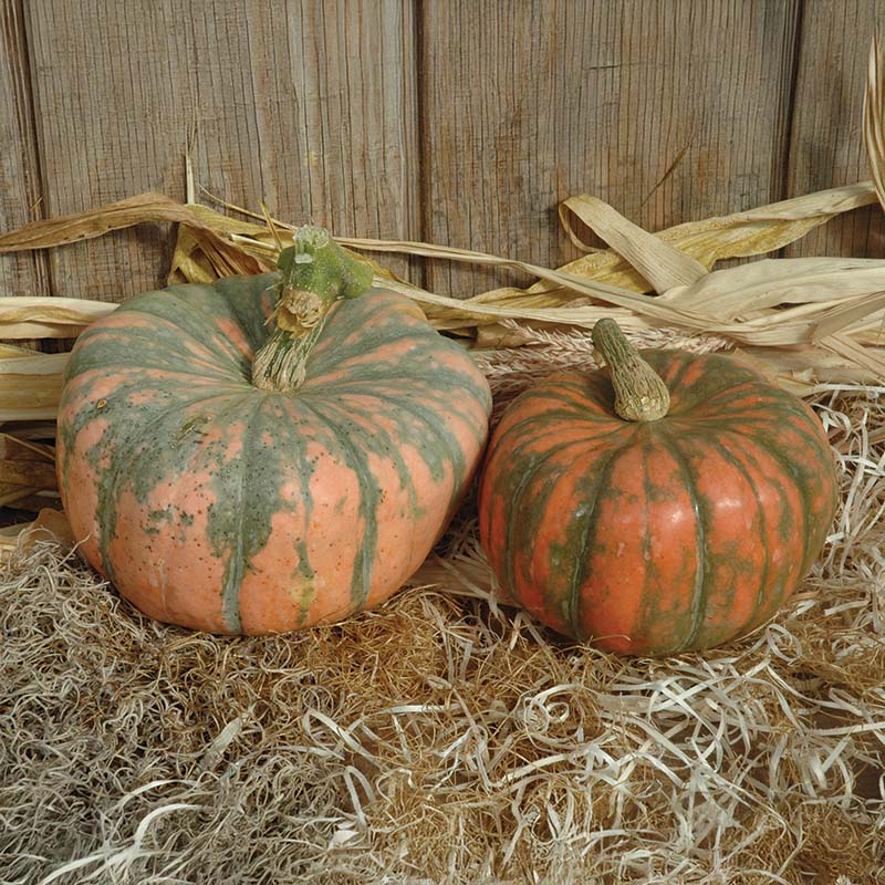 Speckled Hound F1 Pumpkin Seeds online shopping