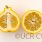 Iyo San Ponkan Mandarin Budwood citrus plant material online shopping