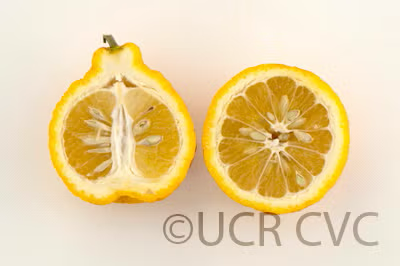 Iyo San Ponkan Mandarin Budwood citrus plant material online shopping