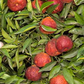 Amoa 8 Tangor Mandarin Budwood citrus plant material online shopping