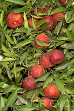 Amoa 8 Tangor Mandarin Budwood citrus plant material online shopping