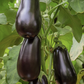 Gaudi F1 Aubergine