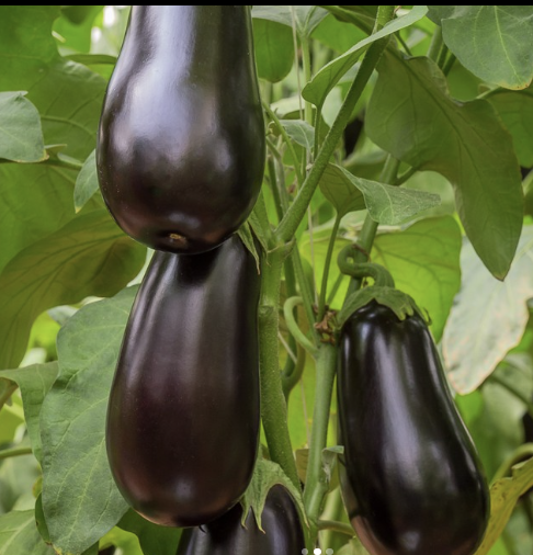 Gaudi F1 Aubergine