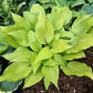 Sunny Day Hosta Plants online shopping